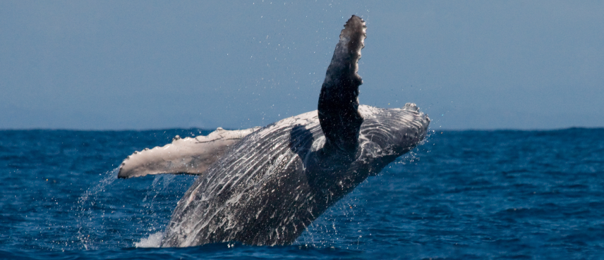 Ballenas Y Tortugas En Bahía Solano