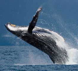 TEMPORADA DE BALLENAS EN BAHÍA SOLANO