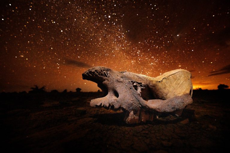 The skull of the last black rhino who once roamed he