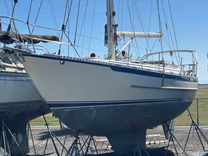 PALOMA 482584