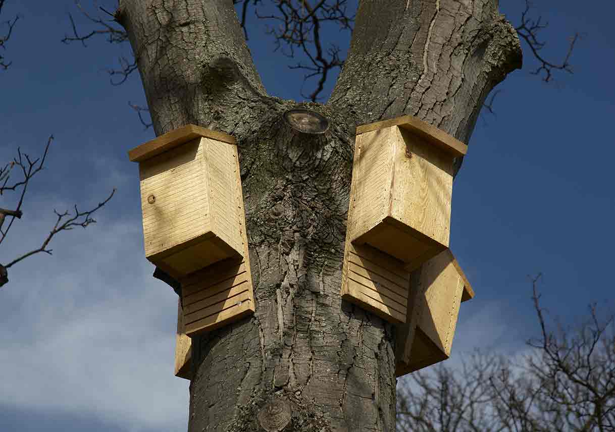 How Bat Houses Can Protect Your Home from Mosquitoes | Best Pick Reports
