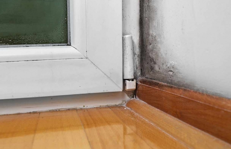 Can Mold Make You Sick Mold Sickness And Removing Mold At Home