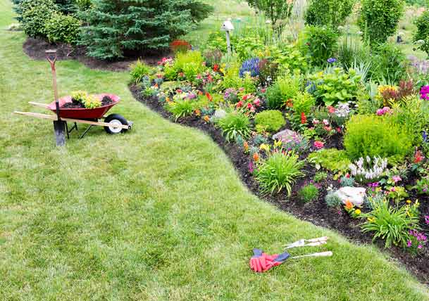 How to care for your ornamental plants  best pick reports How to care for your ornamental plants  best pick reports