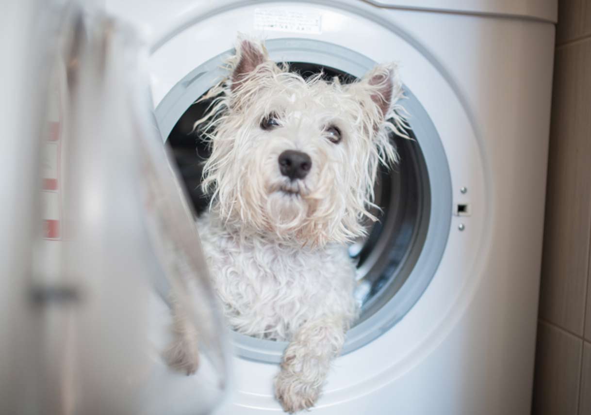 Smells Don’t Sell How to Remove Pet Odors from Your Home Best Pick