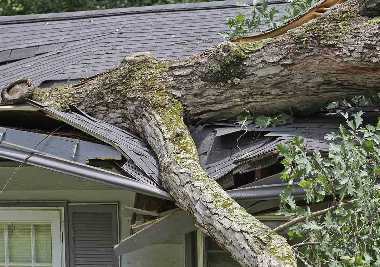 Who s Responsible For Fallen Tree Removal Best Pick Reports