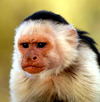 A image thumb