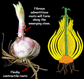 Contractile Roots