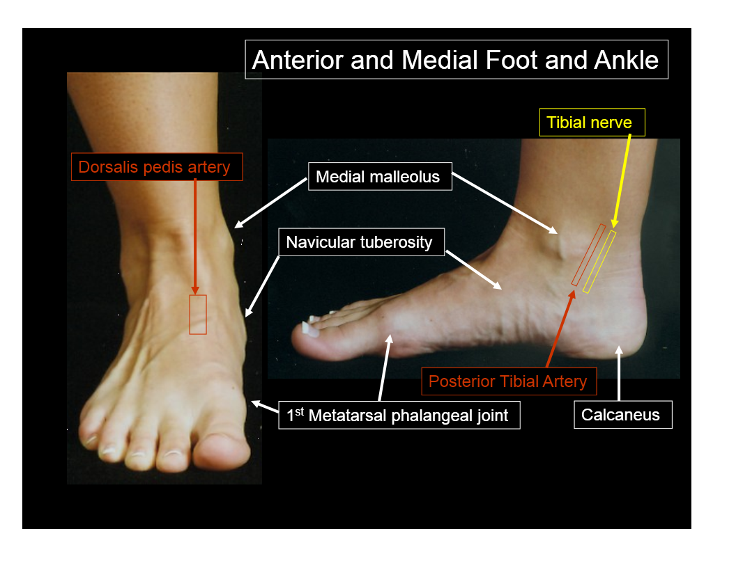 Foot anatomy and biomechanics Flashcards by Lindsey Hjelm Brainscape