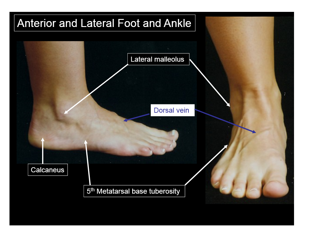 Foot anatomy and biomechanics Flashcards by Lindsey Hjelm Brainscape