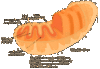 A image thumb