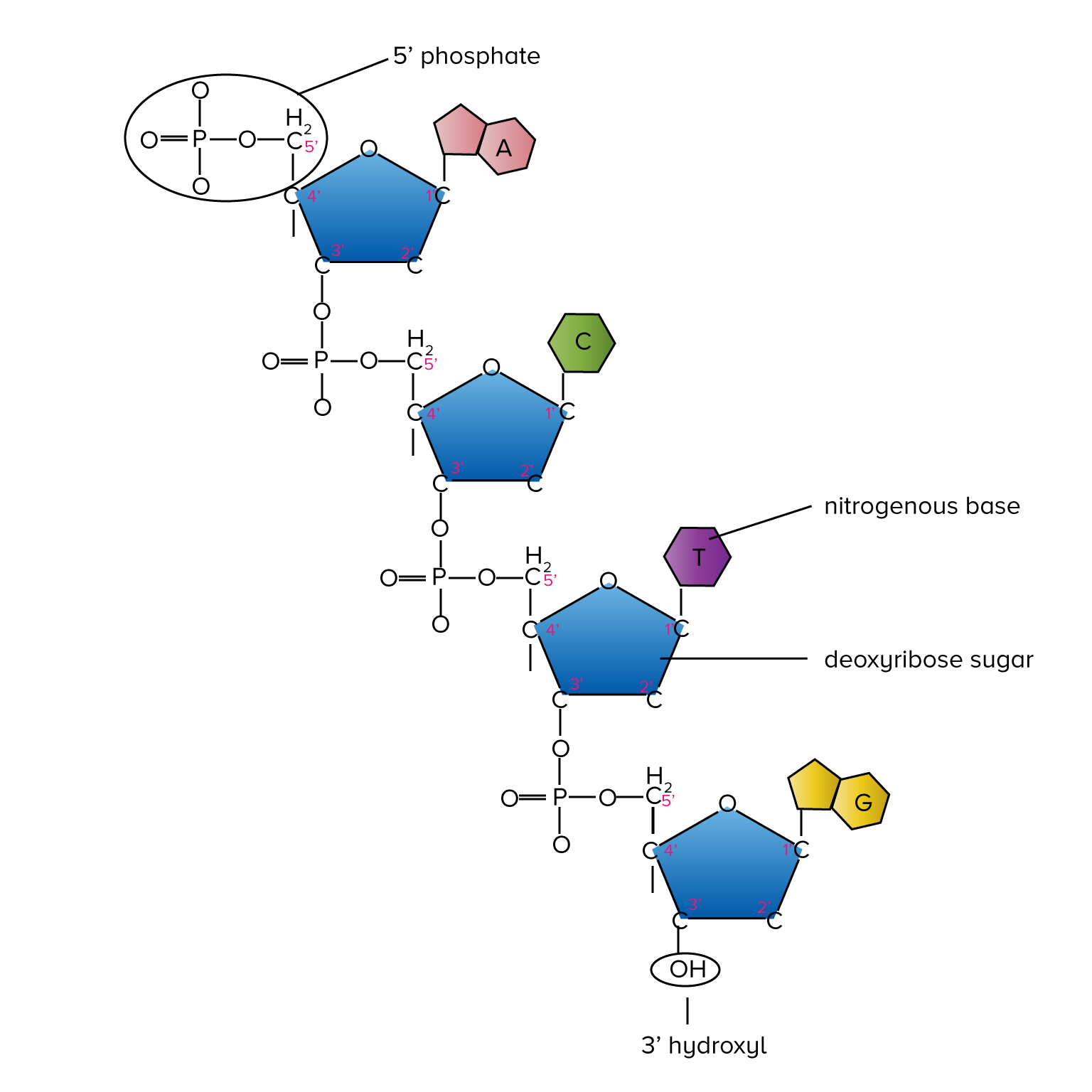 DNA, RNA, and Protein for AP® Biology