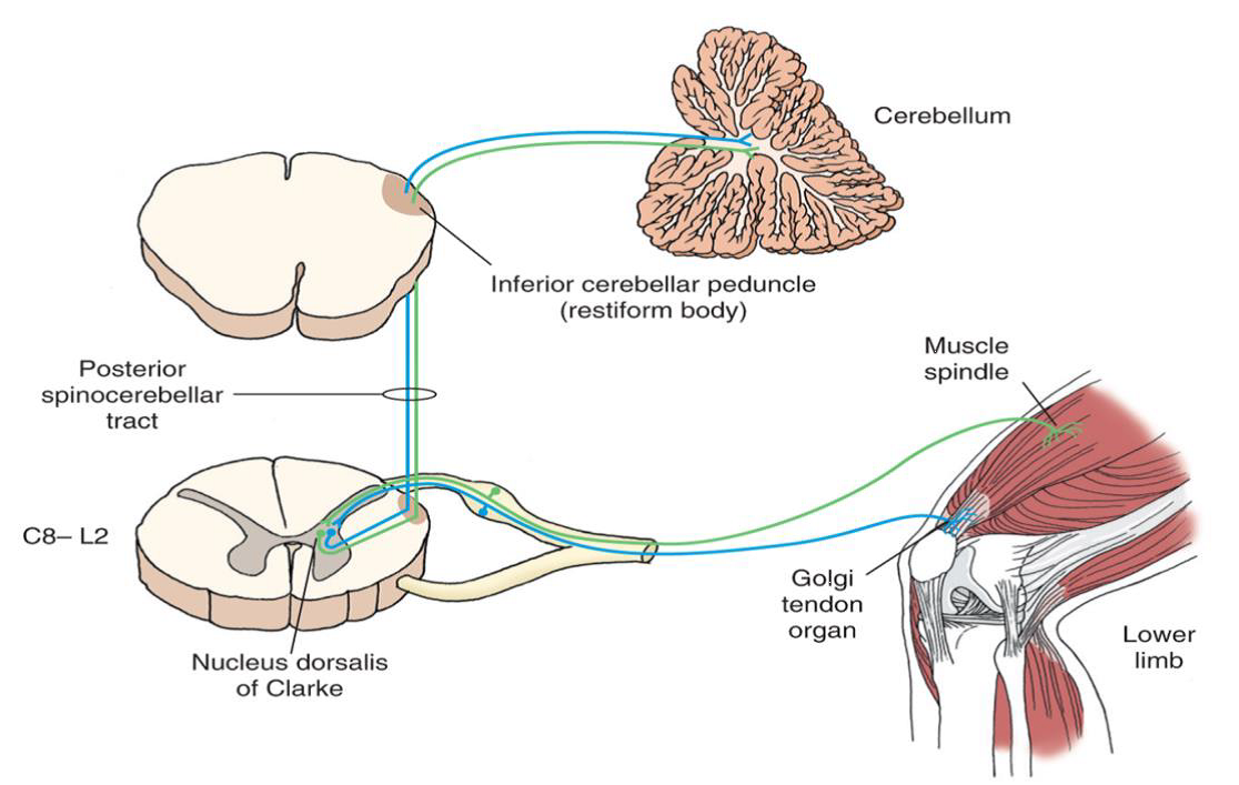 Spinocerebellar Tract Spinocerebellar Tract