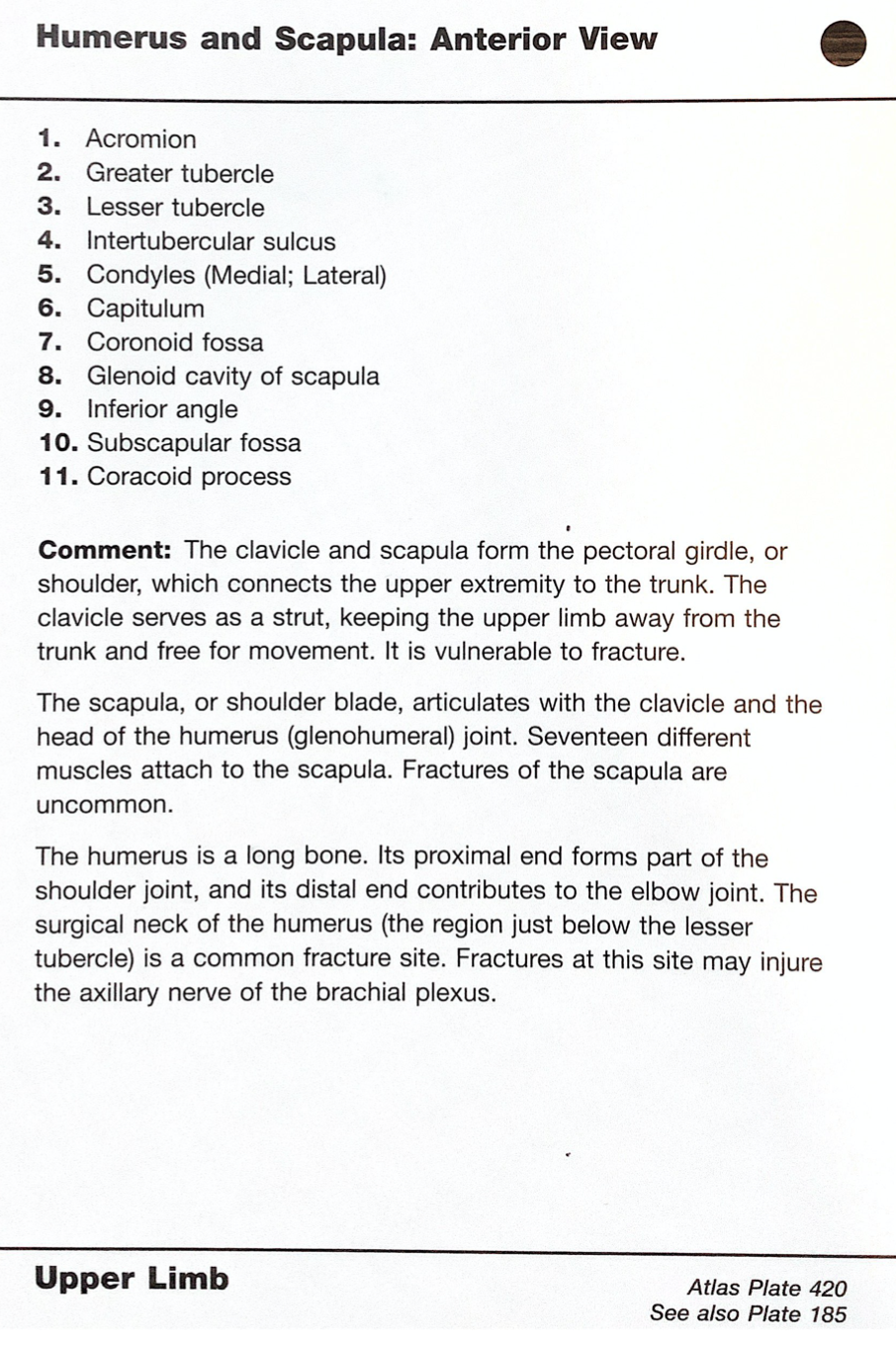 Netter's Anatomy Flash Cards Upper Limb Flashcards By