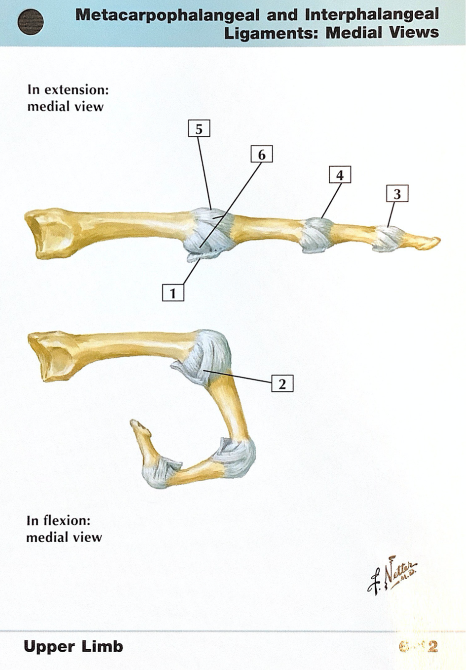 Netter's Anatomy Flash Cards Upper Limb Flashcards By, 44 OFF
