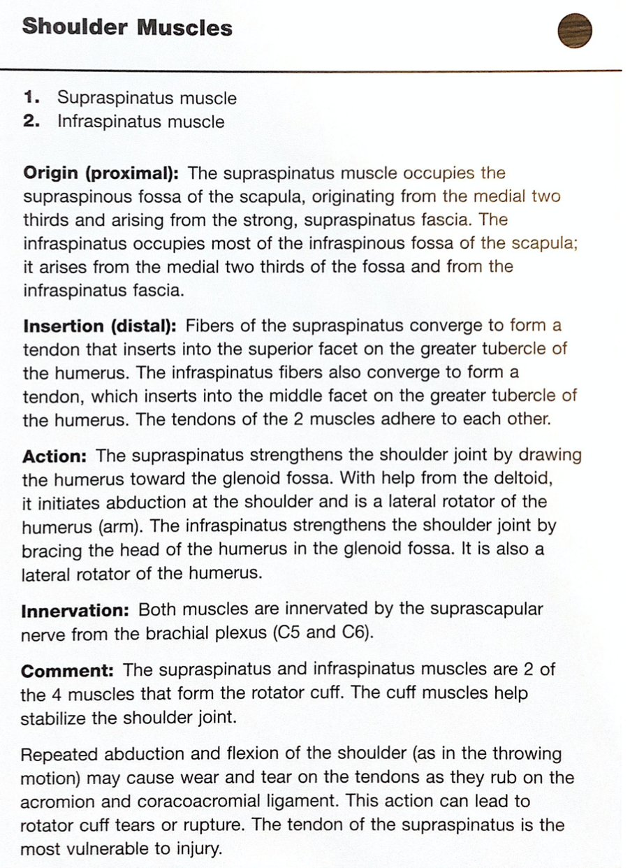 Netter's Anatomy Flash Cards Upper Limb Flashcards By