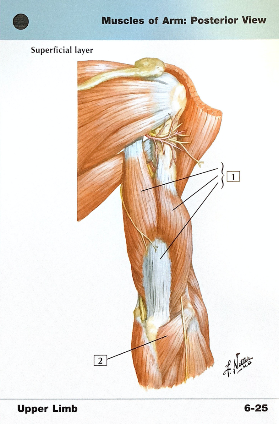 Netter's Anatomy Flash Cards Upper Limb Flashcards By