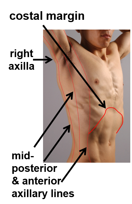 Anterior Axillary Line