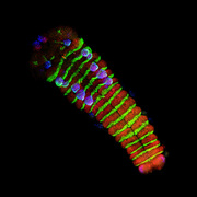 BB2722 Genetics and Development