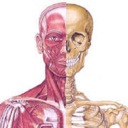 Anatomy and Physiology 