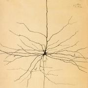 Anatomy & Physiology
