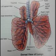 Respiratory