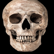 Anatomy Lab