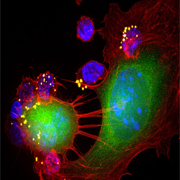 Immunology