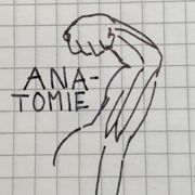 A1 Anatomie