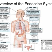 6 ENDOCRINE