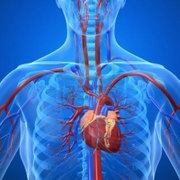 Cardiovascular - Yr1