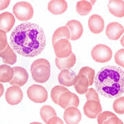 Hematologi