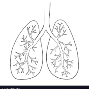 Respiratory System