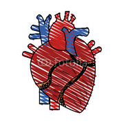 Cardiovascular System 
