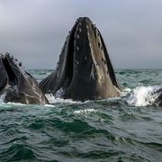 Marine Bio Year 1