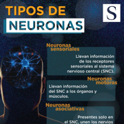 Neurologia 