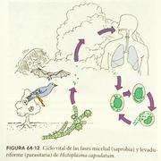 Microbiología Tercer Parcial