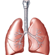 Respiratory