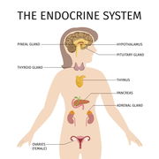 Endocrine