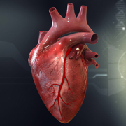Cardiovascular System