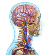 Neuro 