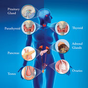 Endocrinology
