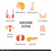 Endocrinology