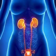 Urinary