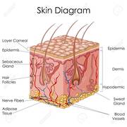 Dermatology