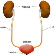 Renal