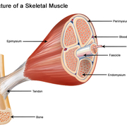 Musculoskeletal