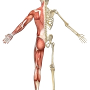 Musculoskeletal 