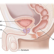 Urology/STI/Human Sexuality