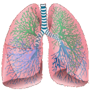 AS Biology: Exchange with the environment