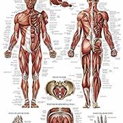 MSK physiology 